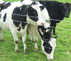 草原牛欄網(wǎng) 草原牛欄網(wǎng)