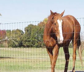 草原養(yǎng)殖網(wǎng) 草原養(yǎng)殖網(wǎng)